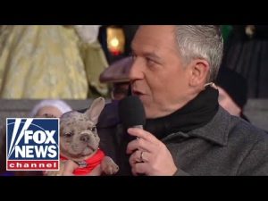 Read more about the article Gutfeld introduces his new puppy, Gus