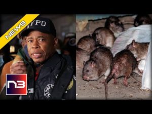 Read more about the article NYC MAYOR: WE ARE GOING TO KILL SOME RATS