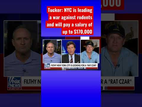 You are currently viewing Tucker Carlson: NYC is looking for a ‘rat czar’ #shorts