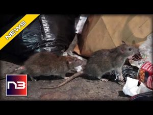 Read more about the article Hate Rats? NYC will Pay you 6 Figures to Get Rid of them