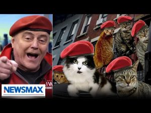 Read more about the article Curtis Sliwa: Make me NYC rat czar & I’ll do this