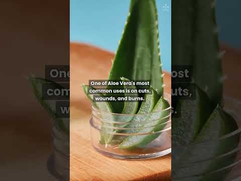 Read more about the article Aloe Vera Gel Can Do Wonders For Your Skin