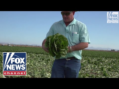 You are currently viewing How the migrant surge could harm the nation’s food supply | Digital Originals