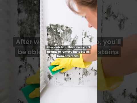 Read more about the article Spray This Liquid To Get Rid Of Mold Quickly