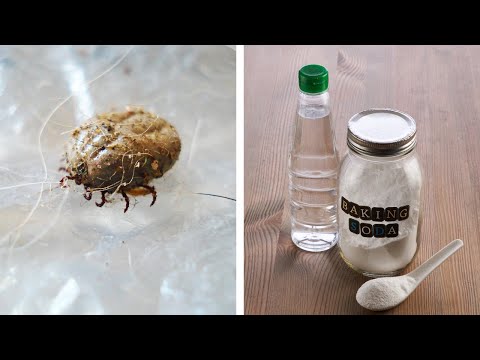 You are currently viewing This Simple Recipe Will Clean Your Bed And Kill Dust Mites In No Time