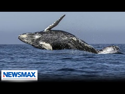 You are currently viewing What is causing all the whale deaths off the coast of NY and NJ? | Rob Schmitt Tonight