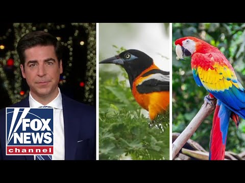 You are currently viewing Jesse Watters: We put a hit out on the wrong bird