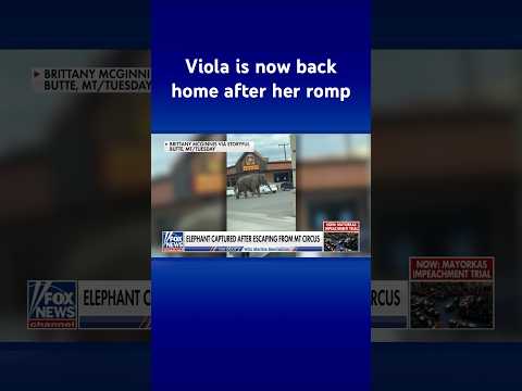 You are currently viewing ‘VIOLA!’: Elephant escapes circus, seen roaming Montana streets #shorts