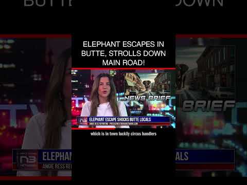 You are currently viewing Elephant Viola escapes during bath, takes brief stroll down Butte, Montana’s Harrison Avenue after t