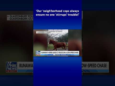 You are currently viewing Runaway horse prompts police to hold caption contest #shorts