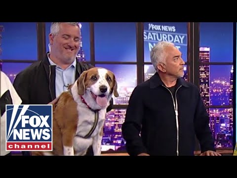 You are currently viewing ‘Dog Whisperer’ shares his secrets to canine success
