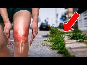 Read more about the article The Best Natural Remedy for Arthritis Is Growing Right on Your Sidewalk!