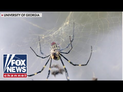 You are currently viewing The Giant Joro spiders are making a comeback!