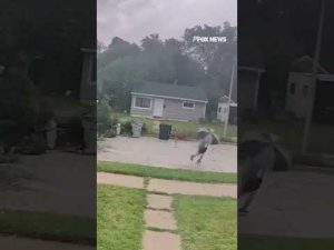 Read more about the article Watch the dramatic moment a massive tree collapses, narrowly missing a man riding a bike