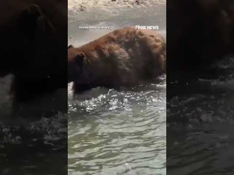 Read more about the article Massive bear pays no mind to beachgoers as it enjoys a dip in Lake Tahoe