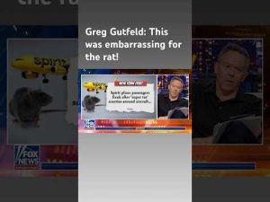 Read more about the article Greg Gutfeld: A rat roamed around this airplane