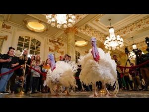 Read more about the article Biden pardons turkeys in White House’s annual Thanksgiving tradition