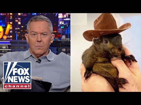 Read more about the article Gutfeld: Did this little squirrel just red pill America?