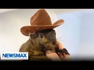 Read more about the article Famous pet squirrel confiscated, euthanized by authorities | Chris Plante The Right Squad