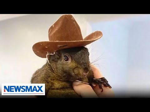 You are currently viewing Famous pet squirrel confiscated, euthanized by authorities | Chris Plante The Right Squad