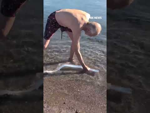 You are currently viewing Rare oarfish spotted on beach in Baja California Sur, Mexico