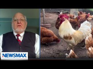 Read more about the article We will eventually have a bird flu pandemic: Former CDC Director | Wake Up America