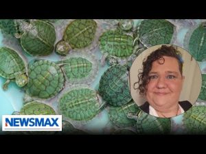 Read more about the article Turtle identifying person give the left mental health advice: Chris Plante