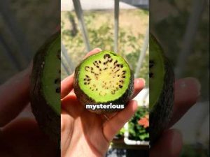 Read more about the article Should You Eat Avocados with Spots?