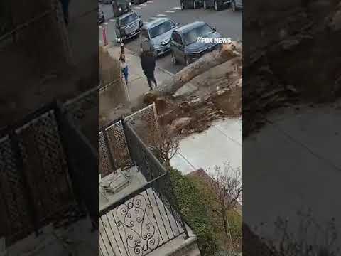 Read more about the article Tree crashes onto sidewalk just seconds after family walks by